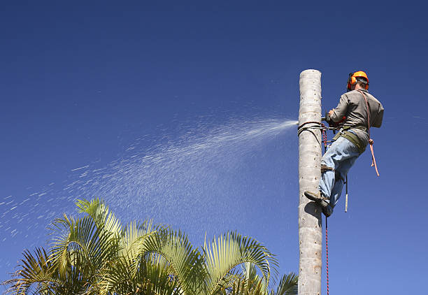 How Our Tree Care Process Works  in  Ransomville, NY